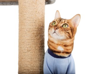 Kedi ağacının yanında giysili ev kedisi. Beyaz arka planda kedi ve tırmalama izi var..