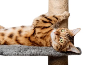 Bengal kedisi beyaz bir arka planda tırmalama direğinde. Evcil hayvanlar için mobilya.