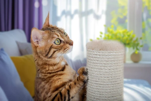 Μια Γάτα Της Βεγγάλης Στηρίζεται Ένα Ξυστό Στο Σαλόνι Εκπαίδευση Εικόνα Αρχείου