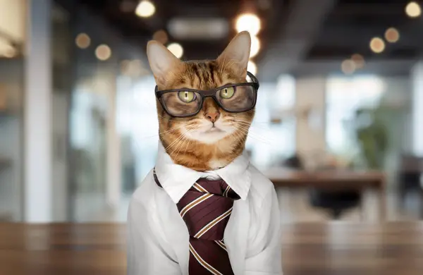 Bengal cat wearing glasses, white shirt and tie in the office. Copy space.