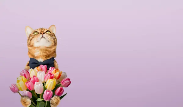 Cat with a bouquet of tulips for birthday, mothers day. Copy space.