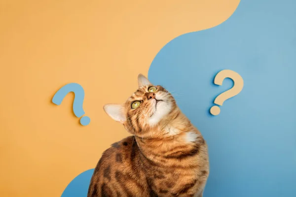 stock image Cute curious cat with question marks on an orange - blue background.