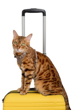 Bengal kedisi beyaz bir arka planda izole edilmiş bir bavulda oturuyor..