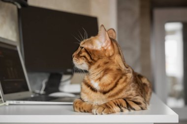 Bengal kedisi evin içinde dinleniyor. Ev ofisinde kedi ve işyeri.