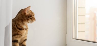 Bengal evcil kedisi pencerenin yanındaki pencere eşiğinde dinleniyor. Güneşli bir günde evcil kedi pencere eşiğinde dinleniyor..