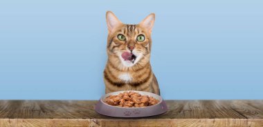 Evcil bir kedi ıslak kedi maması yer. Mavi arka planda kedi ve yiyecek izole edilmiş. Boşluğu kopyala.