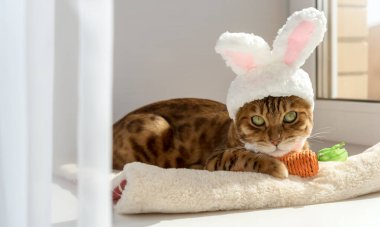 Havuç oyuncağı ve kafasında kulaklık olan Bengal kedisi. Kedi - Paskalya Tavşanı.