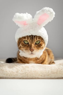 Paskalya tavşanı gibi giyinmiş komik Bengal kedisi. Saç bandı takmış tavşan kulaklı kedi..