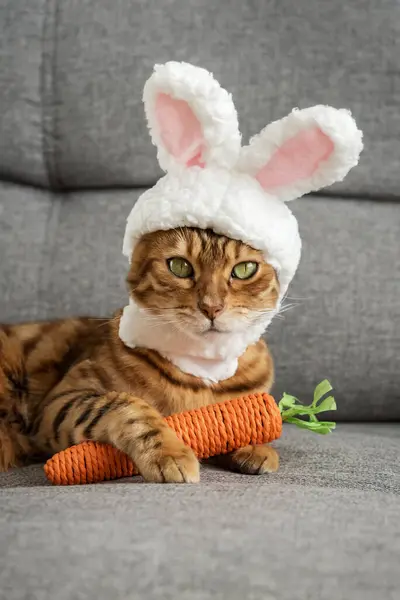 Bengal cat with a carrot toy and a headband with ears on his head. Cat - Easter Bunny.