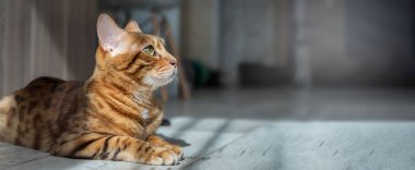 Bengal kedisi oturma odasında yerde dinleniyor. Bir ev içinde soylu bir kedi.