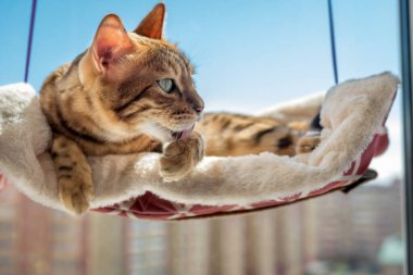 Evdeki pencerenin yanındaki kedi yatağında dinlenen sevimli Bengal kedisi. Evcil hayvanlar için aksesuarlar.