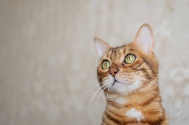 Bulanık oda arka planında Bengal kedisinin vesikalığı. Boşluğu kopyala.