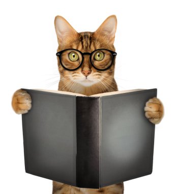 Gözlüklü sevimli kedi kitap okuyor. Gözlüklü komik bir kedi açık bir kitap tutuyor. Bilgi.