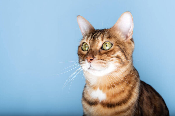 Head shot of a Bengal cat on a blue background. Copy space.