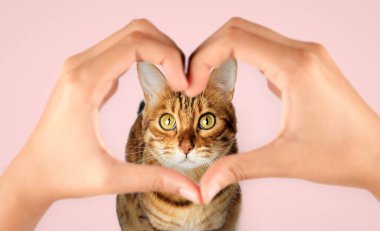 Bengal kedisinin ağzı ve pembe arka planda kalp şeklinde kadın elleri..