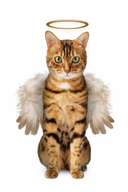 Kanatlı şirin Bengal kedisi ve beyaz arka planda bir halesi var. Kedi - melek izole.