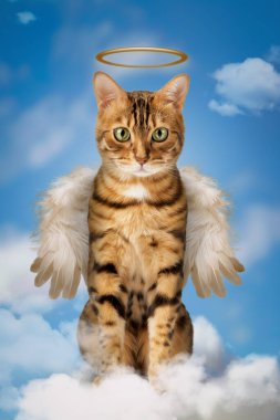 Kanatları ve kafasının üstünde bir halesi olan sevimli bir Bengal kedisi gökyüzündeki bulutlarda oturuyor. Kedi bir melek..
