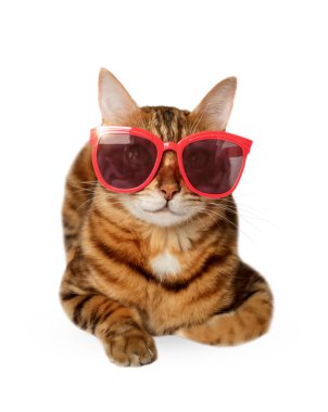Stüdyonun beyaz arka planında kırmızı güneş gözlüğü takan çekici Bengal kedisi..