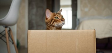 Oturma odasındaki karton kutunun içinde sevimli kırmızı bir kedi oturuyor. Kedi bir kutuda oynuyor..