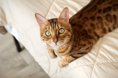 Evdeki yatakta kırmızı bir Bengal kedisi yatıyor. Evin içindeki kedi..