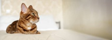 Evdeki yatakta kırmızı bir Bengal kedisi yatıyor. Evin içindeki kedi..