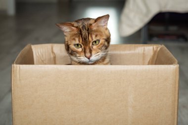 Oturma odasındaki karton kutunun içinde sevimli kırmızı bir kedi oturuyor. Kedi bir kutuda oynuyor..