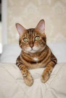 Evdeki yatakta kırmızı bir Bengal kedisi yatıyor. Evin içindeki kedi..