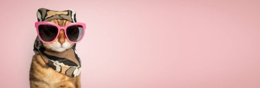 Yaz atkısı ve güneş gözlüğü takmış sevimli bir kedicik. Renkli bir duvarın arkasında giyinmiş bir kedi. Boşluğu kopyala.