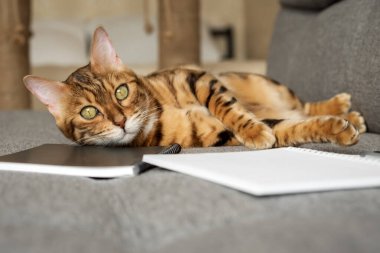Kanepede açık bir defter ya da not defteriyle Bengal kedisi. Akıllı kedi notlar alır..
