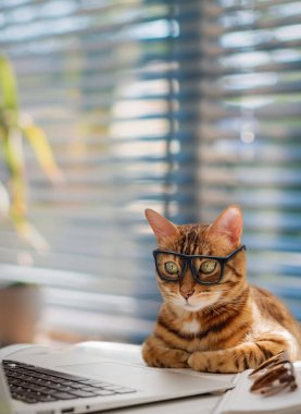 Gözlüklü bir iş kedisi ofisteki bir bilgisayarda çalışıyor. Kedi bir ofis çalışanı..