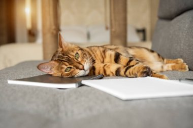 Kanepede açık bir defter ya da not defteriyle Bengal kedisi. Akıllı kedi notlar alır..