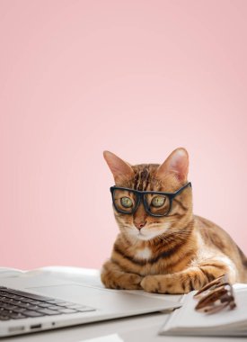Bilgisayarda gözlüklü bir iş kedisi çalışıyor. Kedi bir ofis çalışanıdır. Boşluğu kopyala.