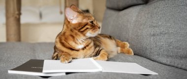 Kanepede açık bir defter ya da not defteriyle Bengal kedisi. Akıllı kedi notlar alır..