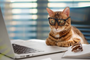 Gözlüklü bir iş kedisi ofisteki bir bilgisayarda çalışıyor. Kedi bir ofis çalışanı..