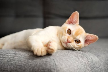 Şirin Birmanyalı kedi yavrusu kanepede yatıyor. Kırmızı Birmanyalı kedi yavrusu evin içinde..