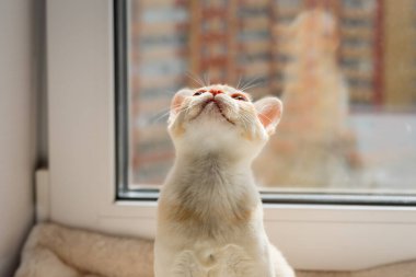 Birmanyalı kedi yavrusu odada pencereye bakıyor.
