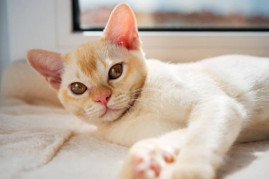 Birmanyalı bir kedi yavrusu öğle vakti pencerenin kenarında dinlenir. Kırmızı Birmanyalı kedi yavrusu..