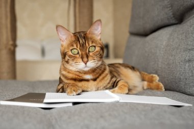 Kanepede açık bir defter ya da not defteriyle Bengal kedisi. Akıllı kedi notlar alır..