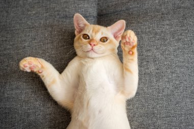 Şirin Birmanyalı kedi yavrusu kanepede yatıyor. Üst görünüm.