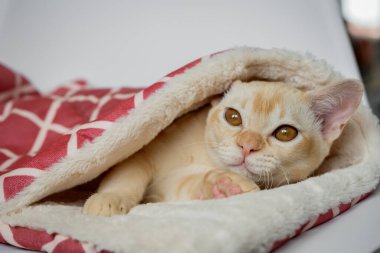 Kedi yatağında tatlı bir kedi dinleniyor. Evde yatakta sevimli komik kedi var..