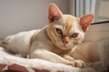 Birmanya kırmızı kedisi pencere eşiğinde dinleniyor. Kedi pencerenin yanındaki kedi yatağında yatıyor..