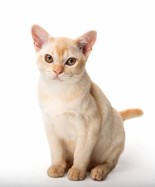 Beyaz arka planda kırmızı Birmanyalı kedi yavrusu. Birmanya kedisinin stüdyo fotoğrafı..