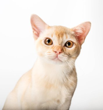 Beyaz arka planda kırmızı Birmanyalı kedi yavrusu. Birmanya kedisinin stüdyo fotoğrafı..