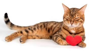 Kırmızı peluş kalbi olan Bengal kedisi beyaz arka planda izole edilmiş..