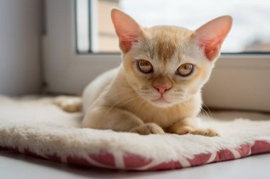 Birmanya kırmızı kedisi pencere eşiğinde dinleniyor. Kedi pencerenin yanındaki kedi yatağında yatıyor..