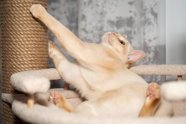 Birmanya 'da ağaçta yatan kedi yavrusu. Kedi ve kedi mobilyası.