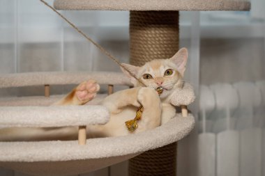 Birmanya 'da ağaçta yatan kedi yavrusu. Kedi ve kedi mobilyası.