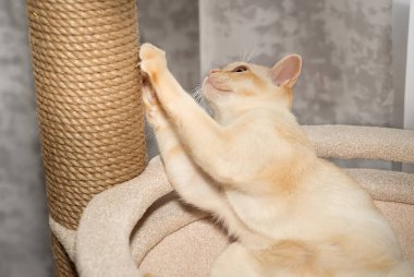 Birmanya 'da ağaçta yatan kedi yavrusu. Kedi ve kedi mobilyası.