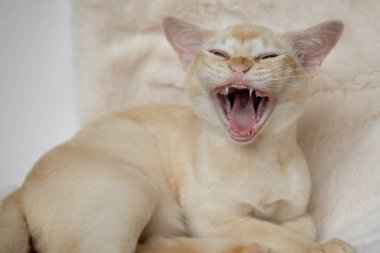 Komik esneyen Birmanyalı kedi yavrusu. Ağzı açık kedi yavrusu..