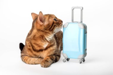 Bavullu kızıl kedi tatile çıkıyor. Beyaz arka planda mavi çantalı Bengal kedisi.